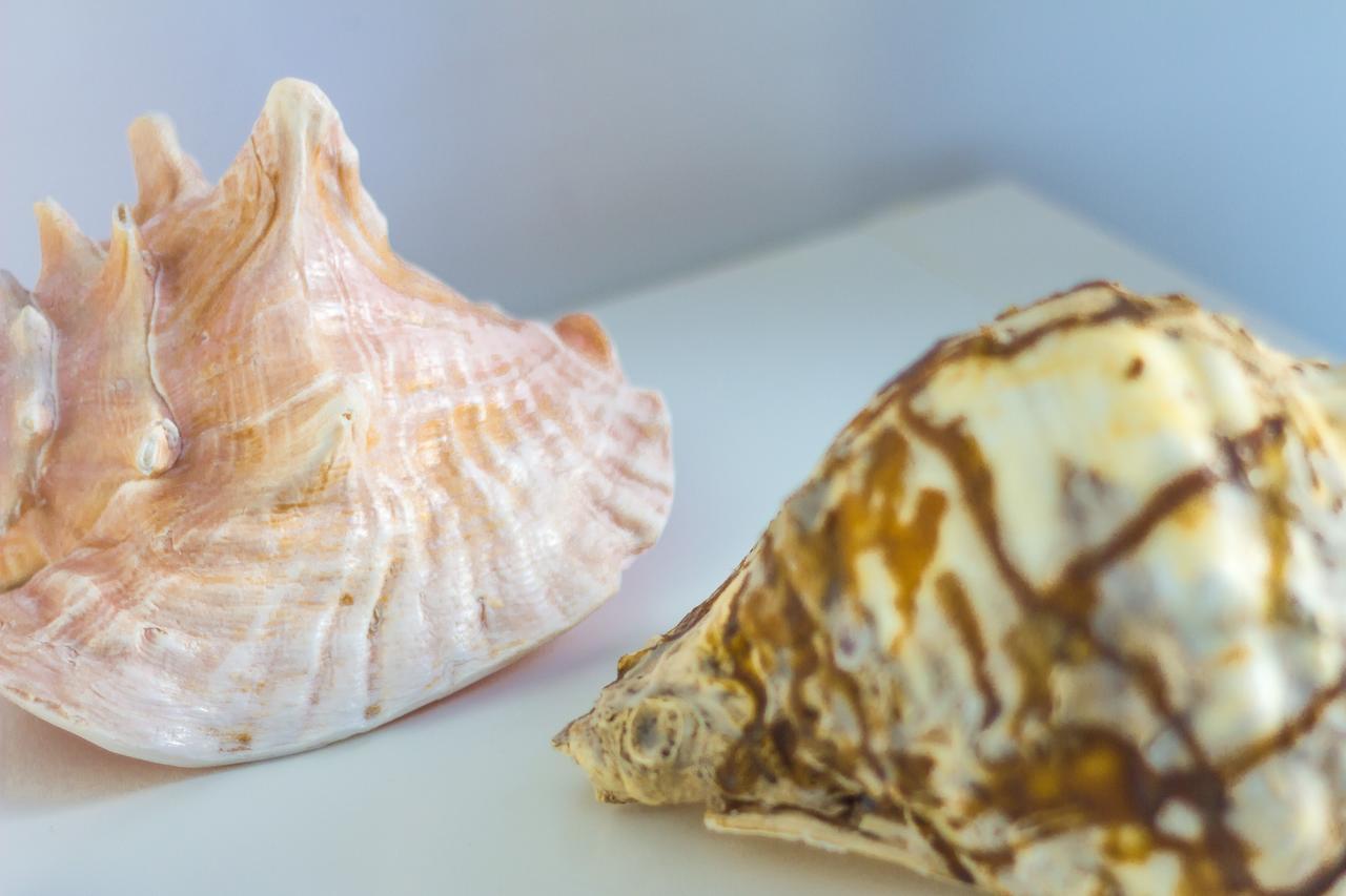 Le Conchiglie Leilighet Marettimo Eksteriør bilde